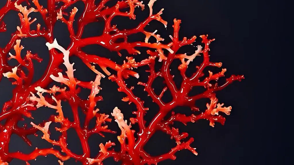 Red-Coral-The-Mysterious-Treasure-Born-from-the-Ocean Shinepurity
