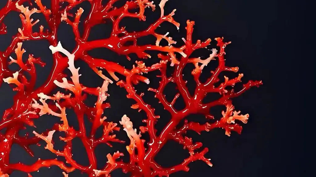 Red Coral: The Mysterious Treasure Born from the Ocean Shine Purity