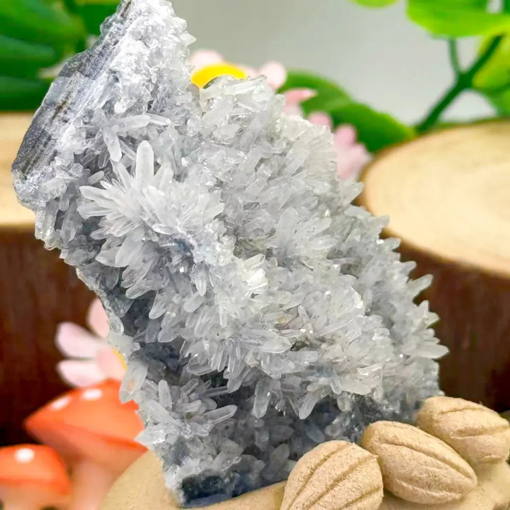 A Quiet Chrysanthemum Crystal Pet Shinepurity