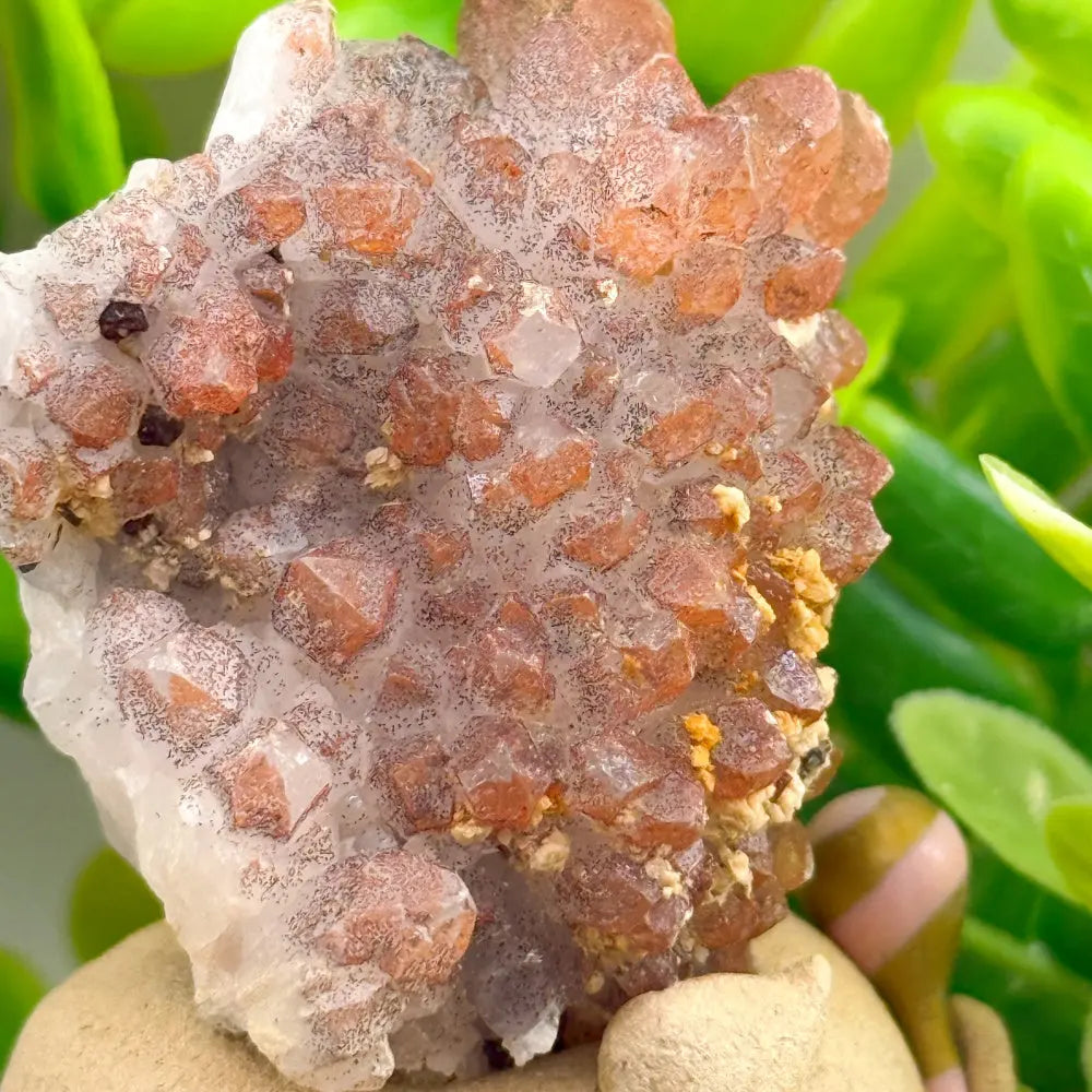 The Red Spirit of Inner Vitality Red Quartz Crystal Pet Shinepurity