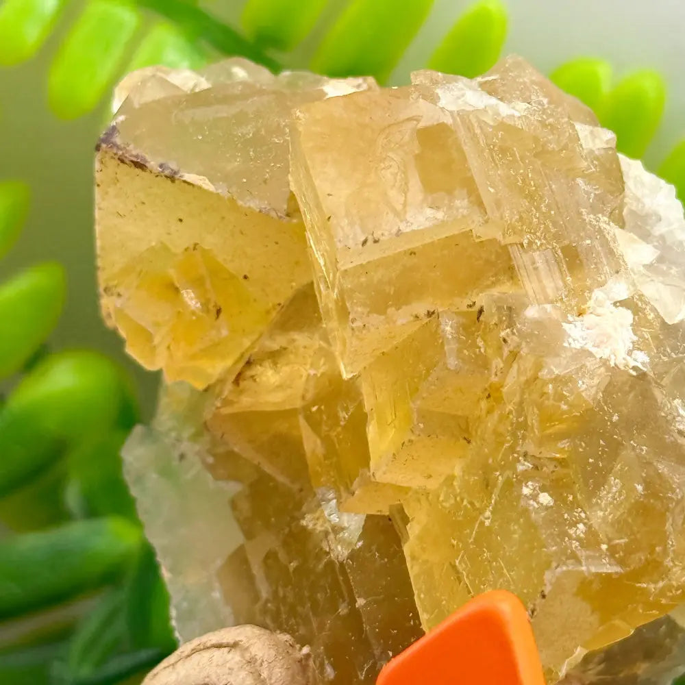 The Sunlit Spirit of Warm Energy Yellow Fluorite Crystal Pet Shinepurity