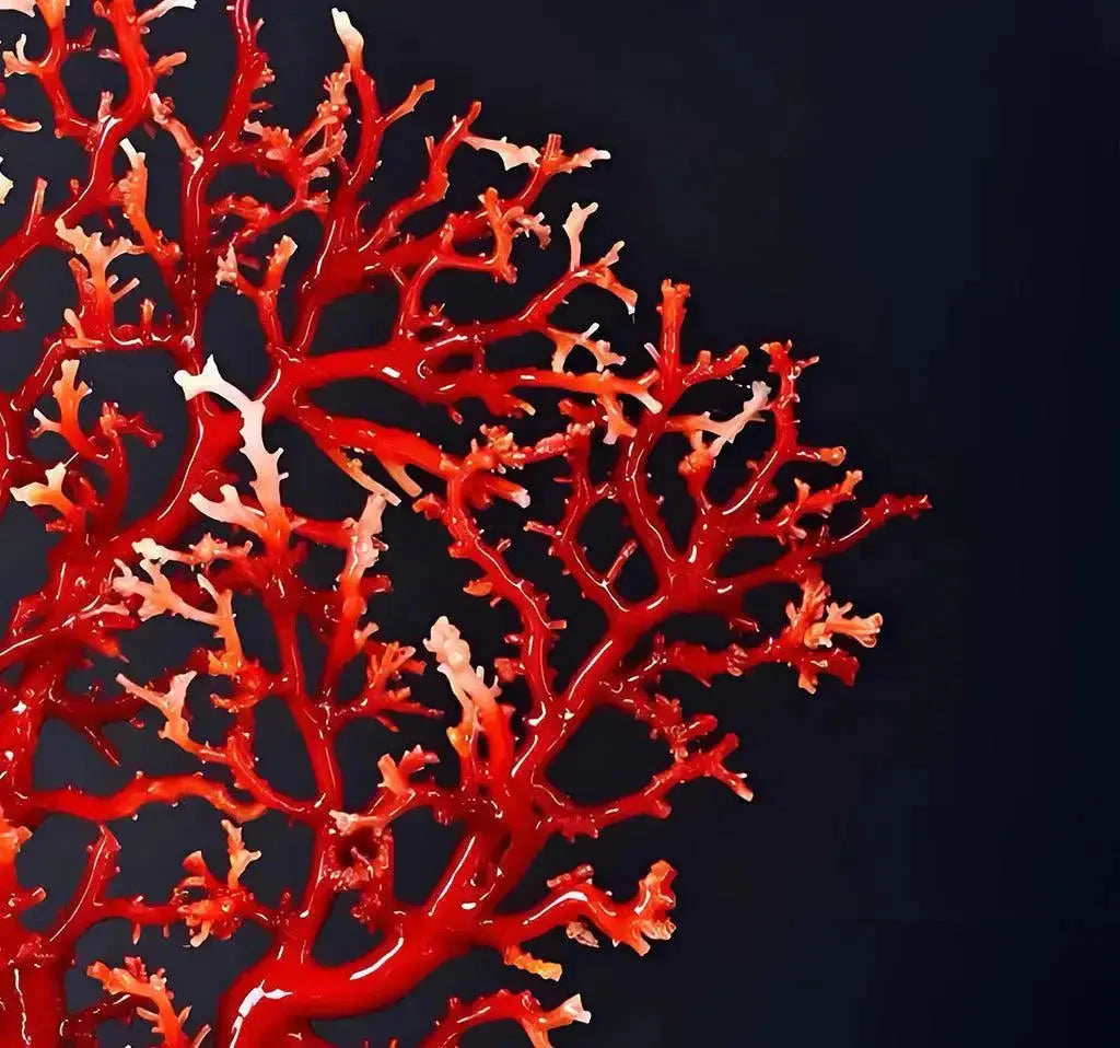 Red Coral: The Mysterious Treasure Born from the Ocean Shine Purity